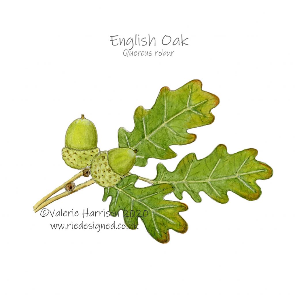 English--Oak-Quercus-robur-leaves-illustration