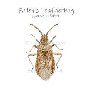 Fallens-Leatherbug illustration