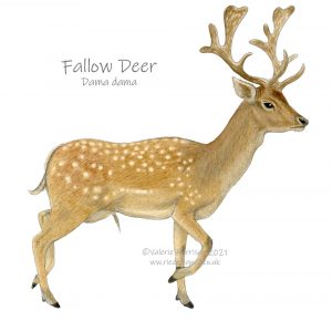 Fallow-deer-illustration