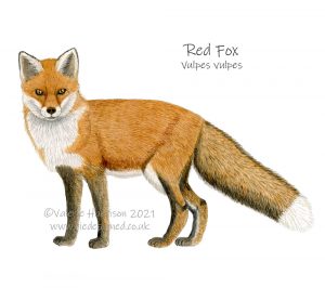 Red Fox-illustration
