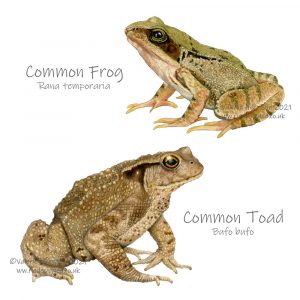 Frog-and-toad-illustrations
