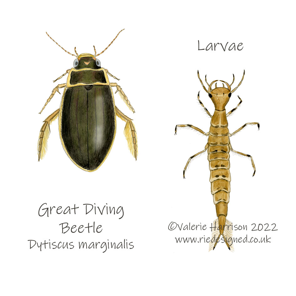 Great Diving-Beetle-and-Larvae illustration