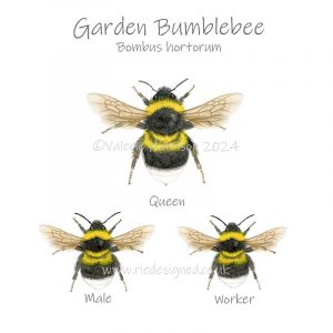 Garden-Bumblebee Illustration