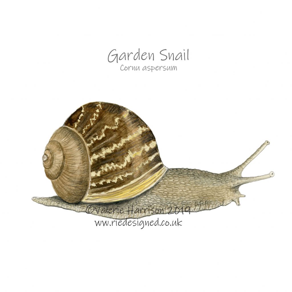 Garden-Snail-illustration