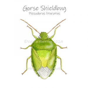 Gorse-Shieldbug illustration