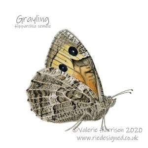 Grayling-butterfly illustration