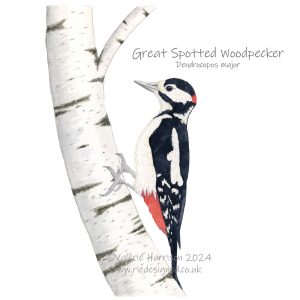 Great-spotted-woodpecker-illustration