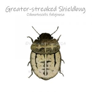 Greater-streaked-shieldbug illustration