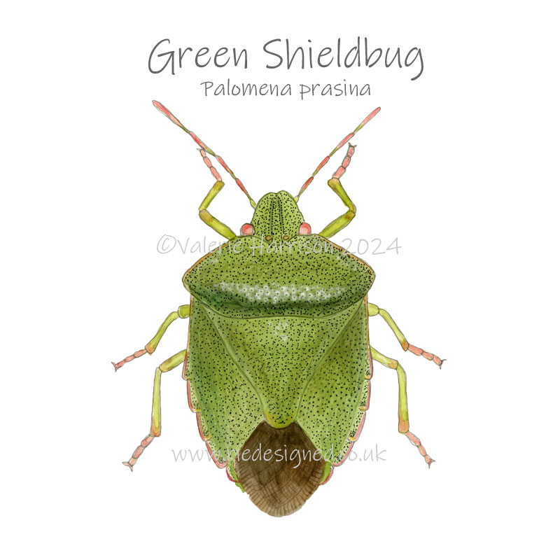 Green-Shieldbug illustration