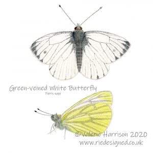 Green-veined-white-illustration