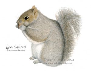 Grey-Squirrel-illustration