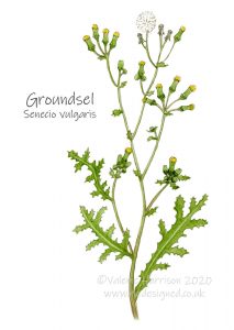 Groundsel-illustration