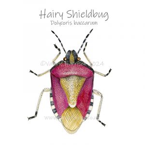 Hairy-Shieldbug illustration