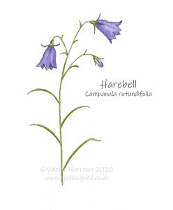 Harebell-illustration