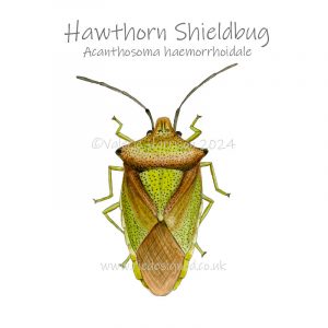 Hawthorn-Shieldbug illustration