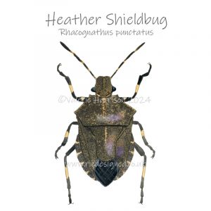 Heather-Shieldbug illustration