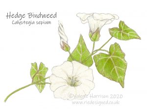 Hedge-Bindweed-illustration