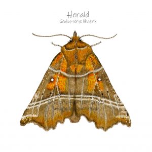 Herald-Moth-Illustration