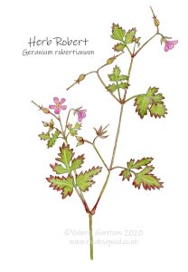 Herb-Robert-illustration