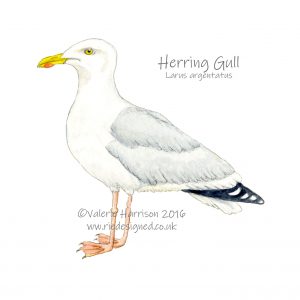 Herring-Gull-illustration