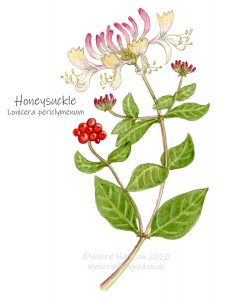 Honeysuckle-illustration