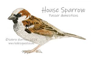 House-Sparrow-illustration