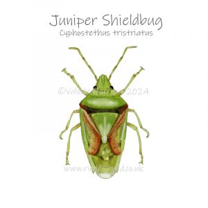 Juniper-Shieldbug illustration