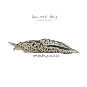 Leopard-Slug-illustration