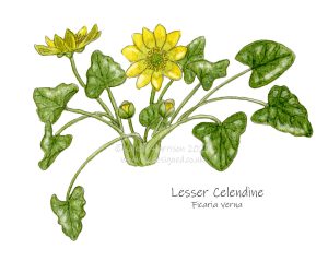 Lesser-Celendine-illustration
