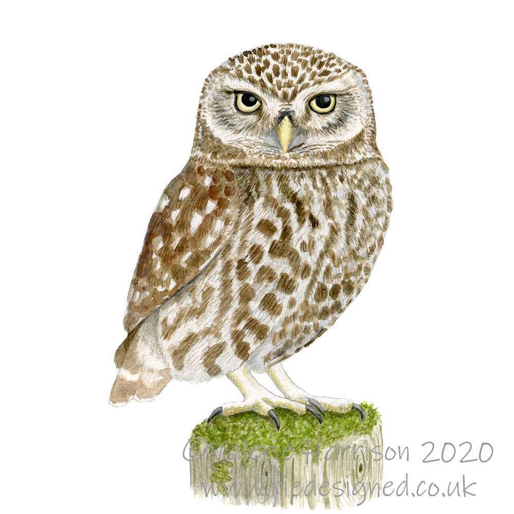 Little-Owl-illustration