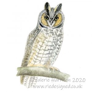 Long-eared-owl-illustration