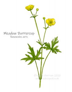 Meadow-Buttercup-illustration