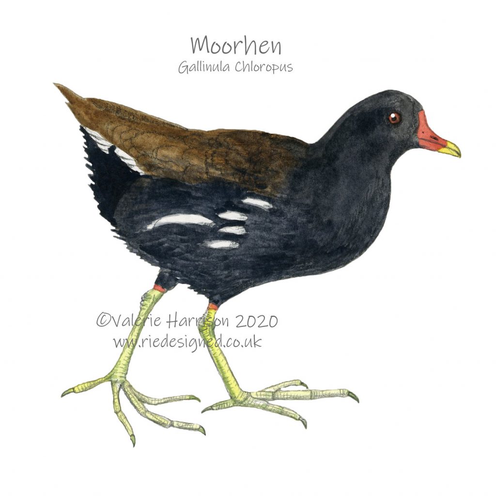 Moorhen-illustration