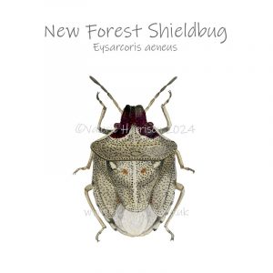New-Forest-Shieldbug illustration
