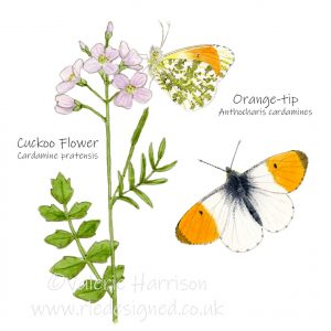 Orange-tip-and-cuckoo-flower illustration