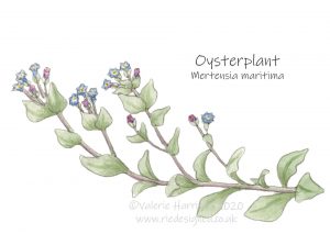 Oyster-plant-illustration