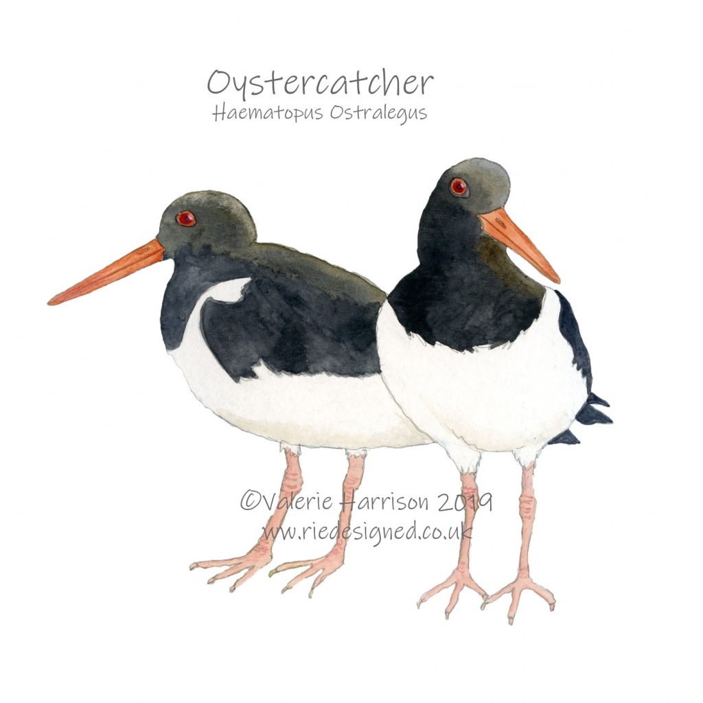 Oystercatchers-illustration