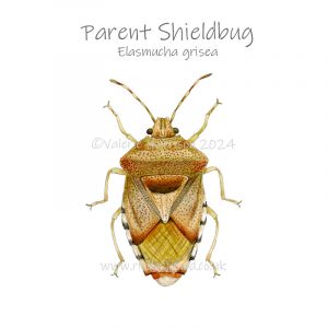 Parent-Shieldbug illustration