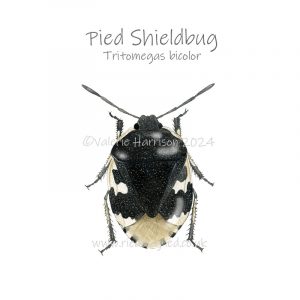 Pied-Shieldbug illustration
