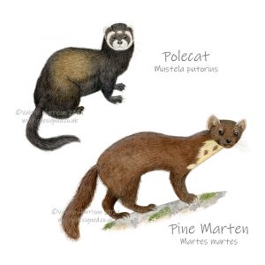 Polecat-and-Pine-Marten illustration
