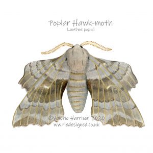 Poplar-Hawk-moth-illustration