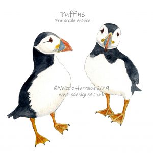 Puffins-illustration