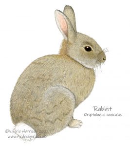 Rabbit-illustration