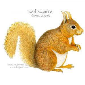 Red-Squirrel-illustration