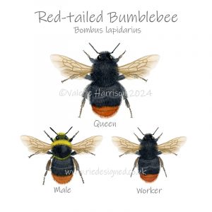Red-tailed-bumblebee Illustration