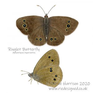 Ringlet-butterfly illustration