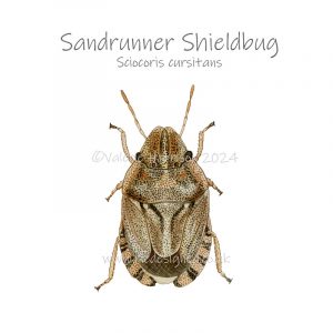 Sandrunner-Shieldbug illustration