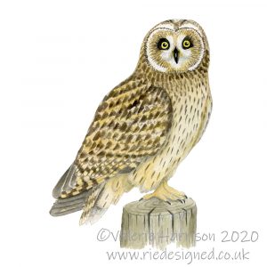 Short-eared-Owl-illustration