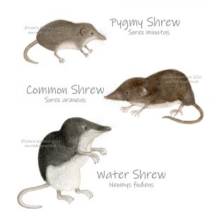 Shrews-illustration