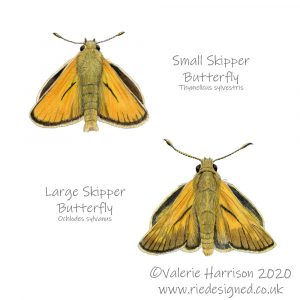 Small and Large Skippers butterfly illustration